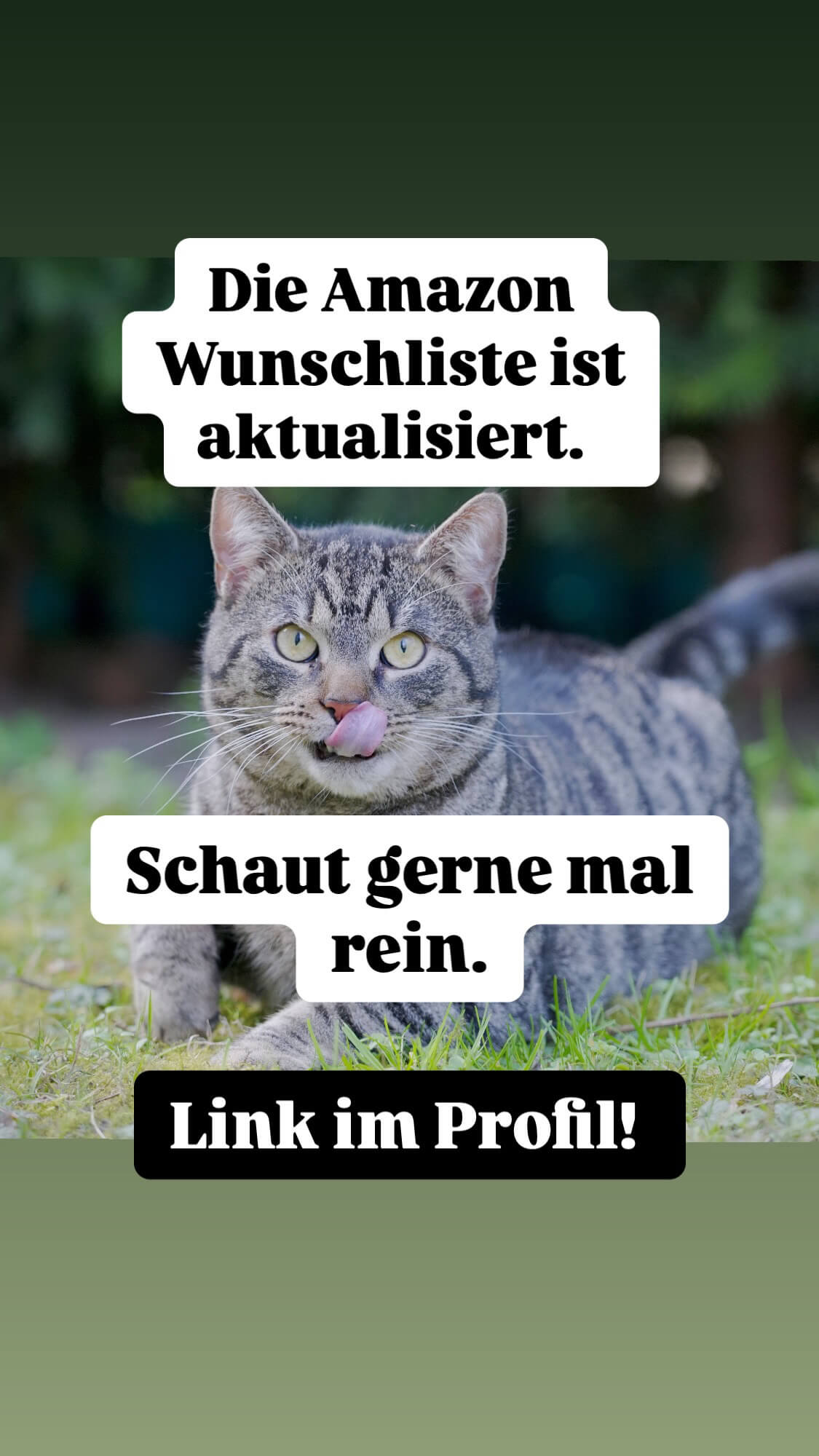 Fotoshooting mit Kater Eddy - Amazon Wunschliste
