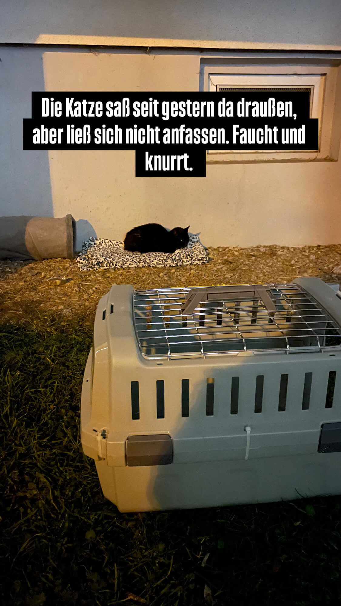 Fundkater schwarz Leipzig