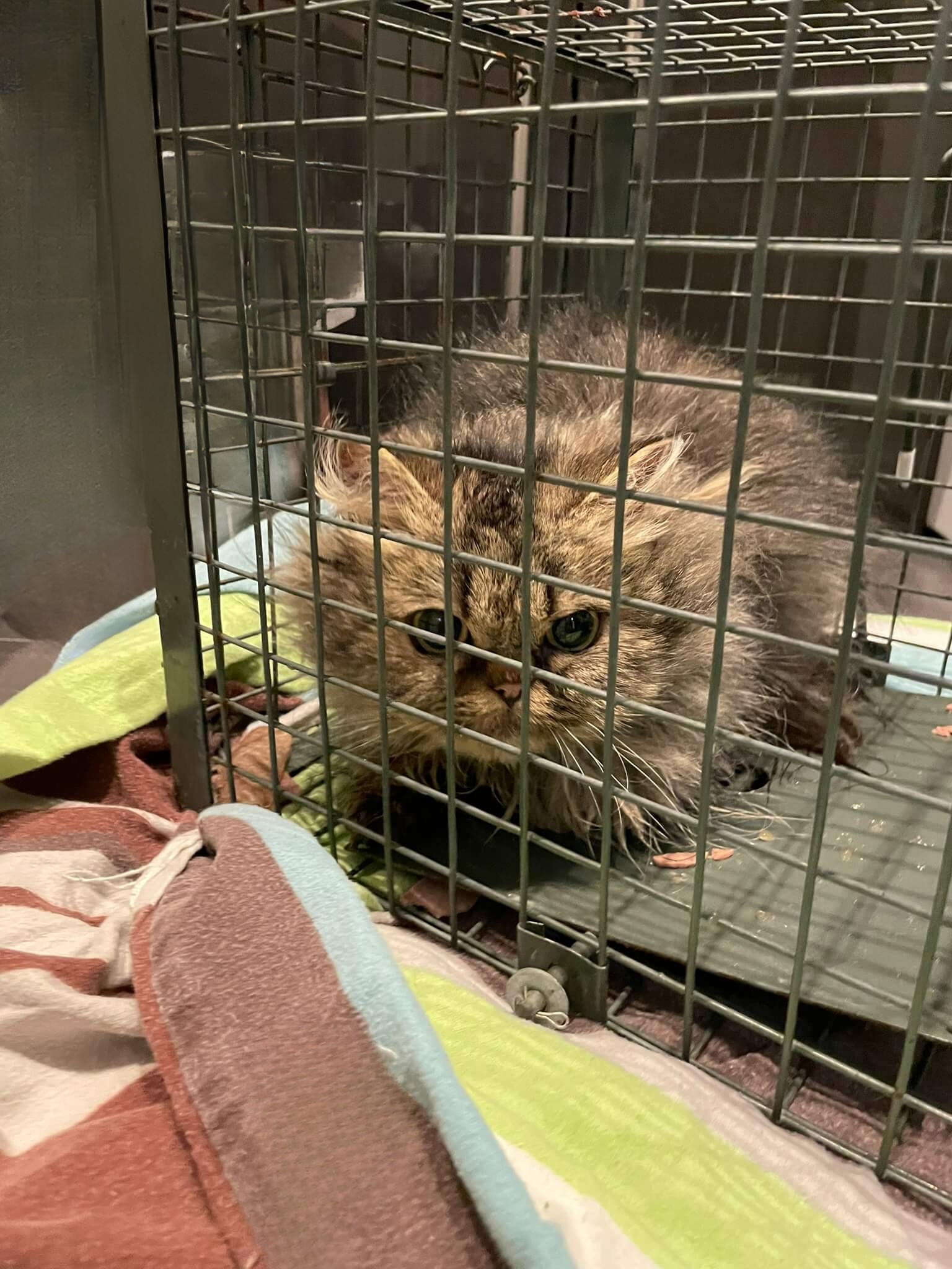 Fundkatze Katze gefunden gesichert in Katzenfalle