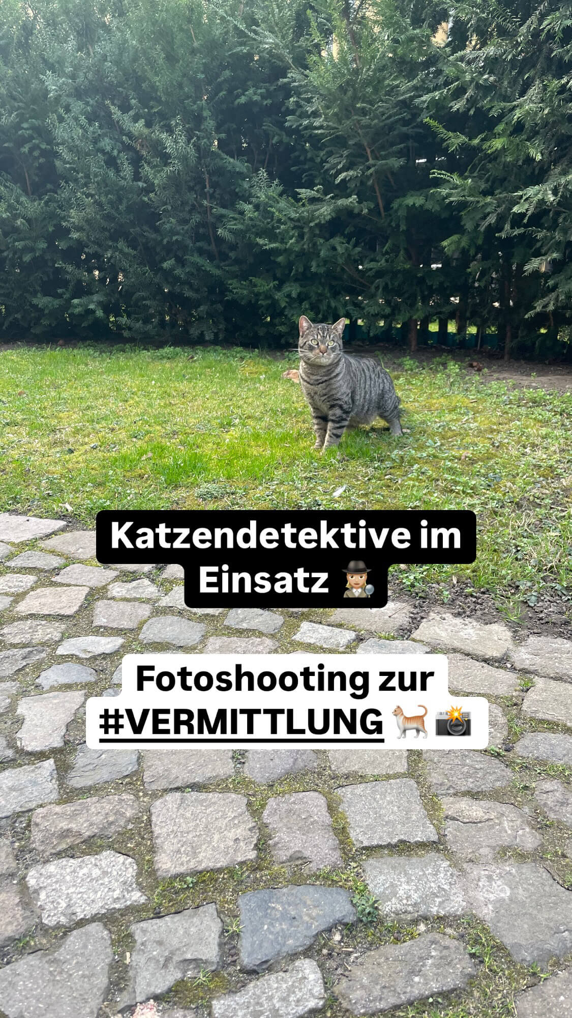 Kater Eddy Fotoshooting zur Vermittlung