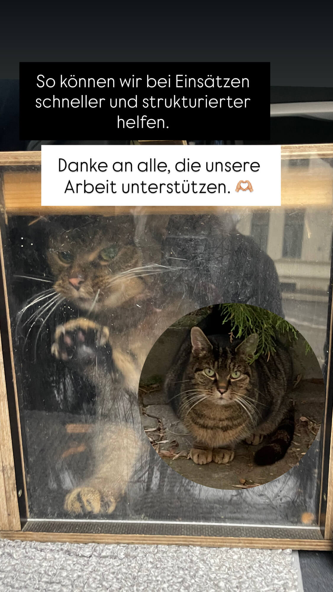 Kater gesichert in Falle