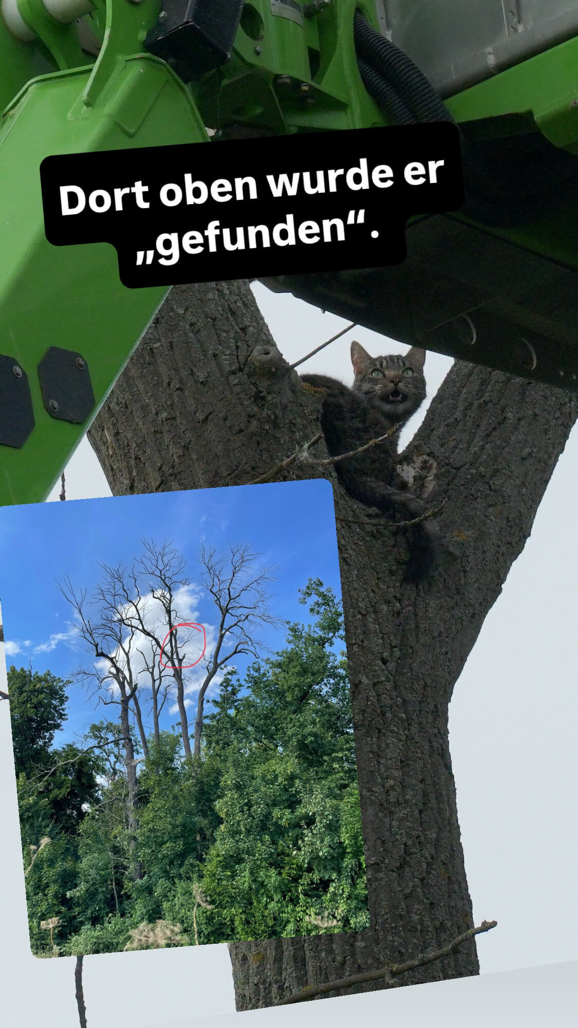 Kater im Baum - Rettung mit Baumservice GutHolz Leipzig
