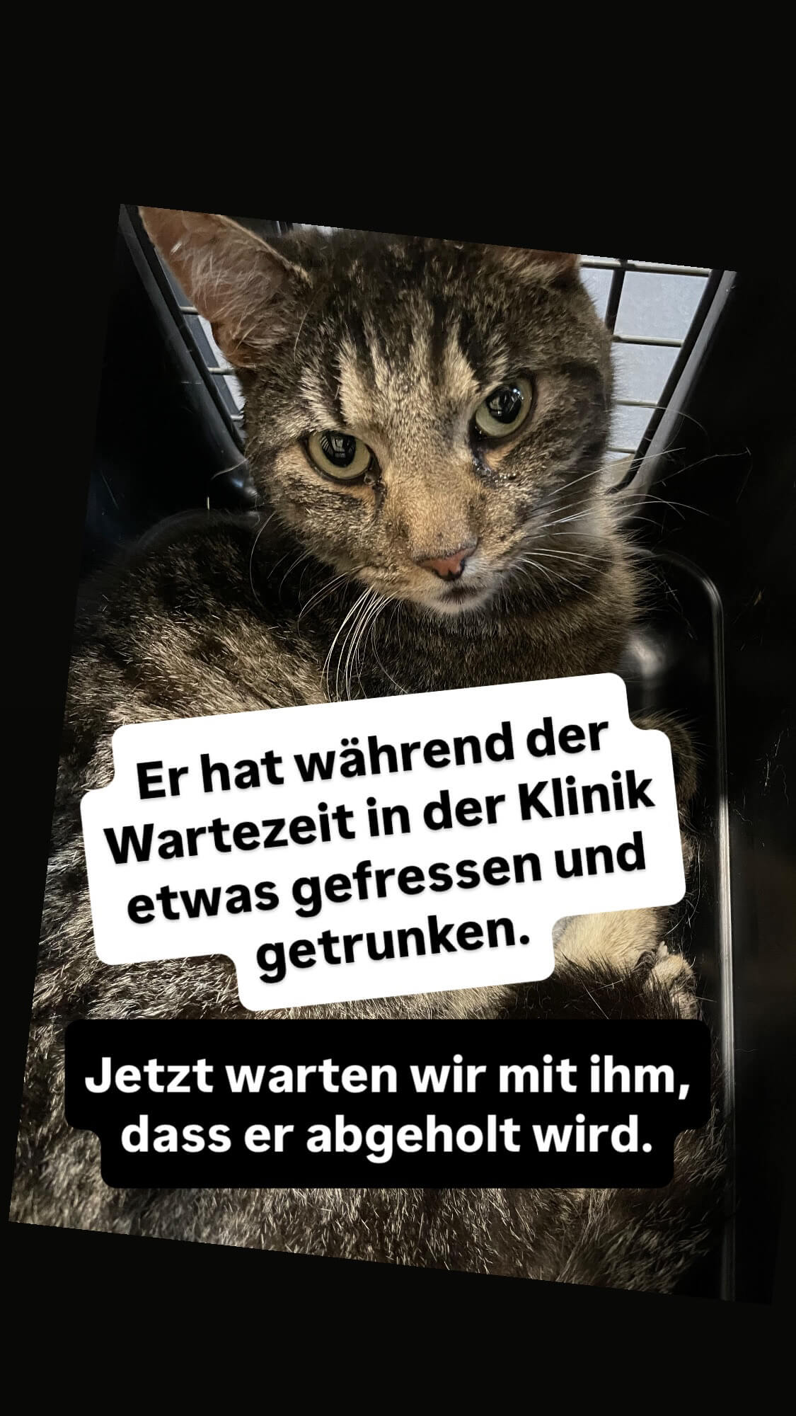Kater im Baum Tierklinik nach 3 Tagen im Baum