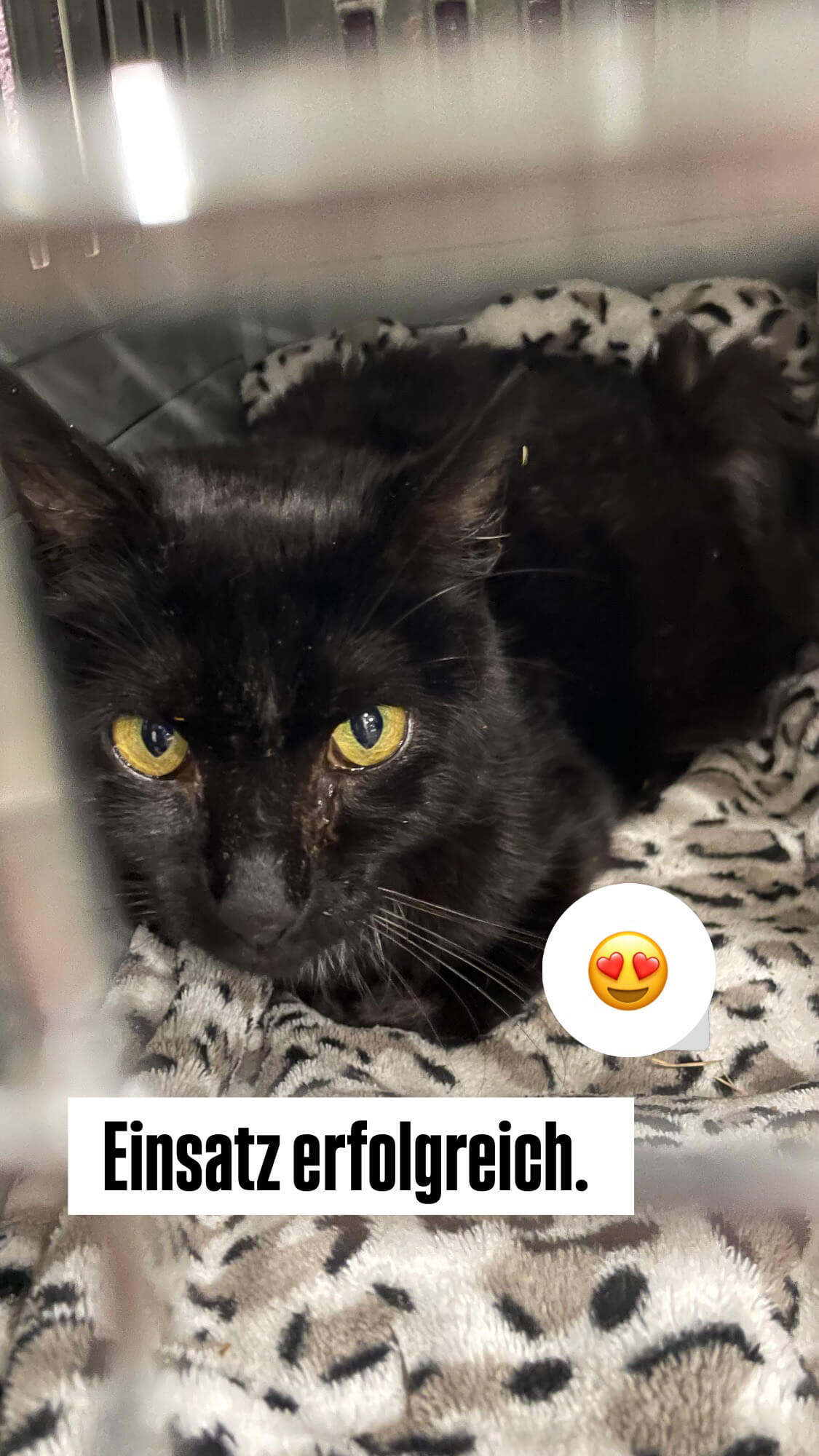 Kater schwarz gesichert