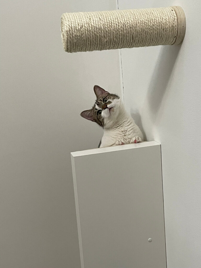 Katze auf Regal Blick von oben