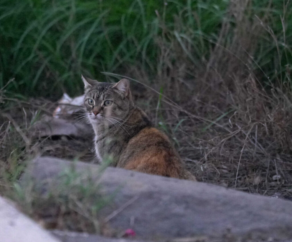 Start Dreifarbige Katze sitzt wachsam im Gebüsch – Symbolbild für Fundkatze in Leipzig