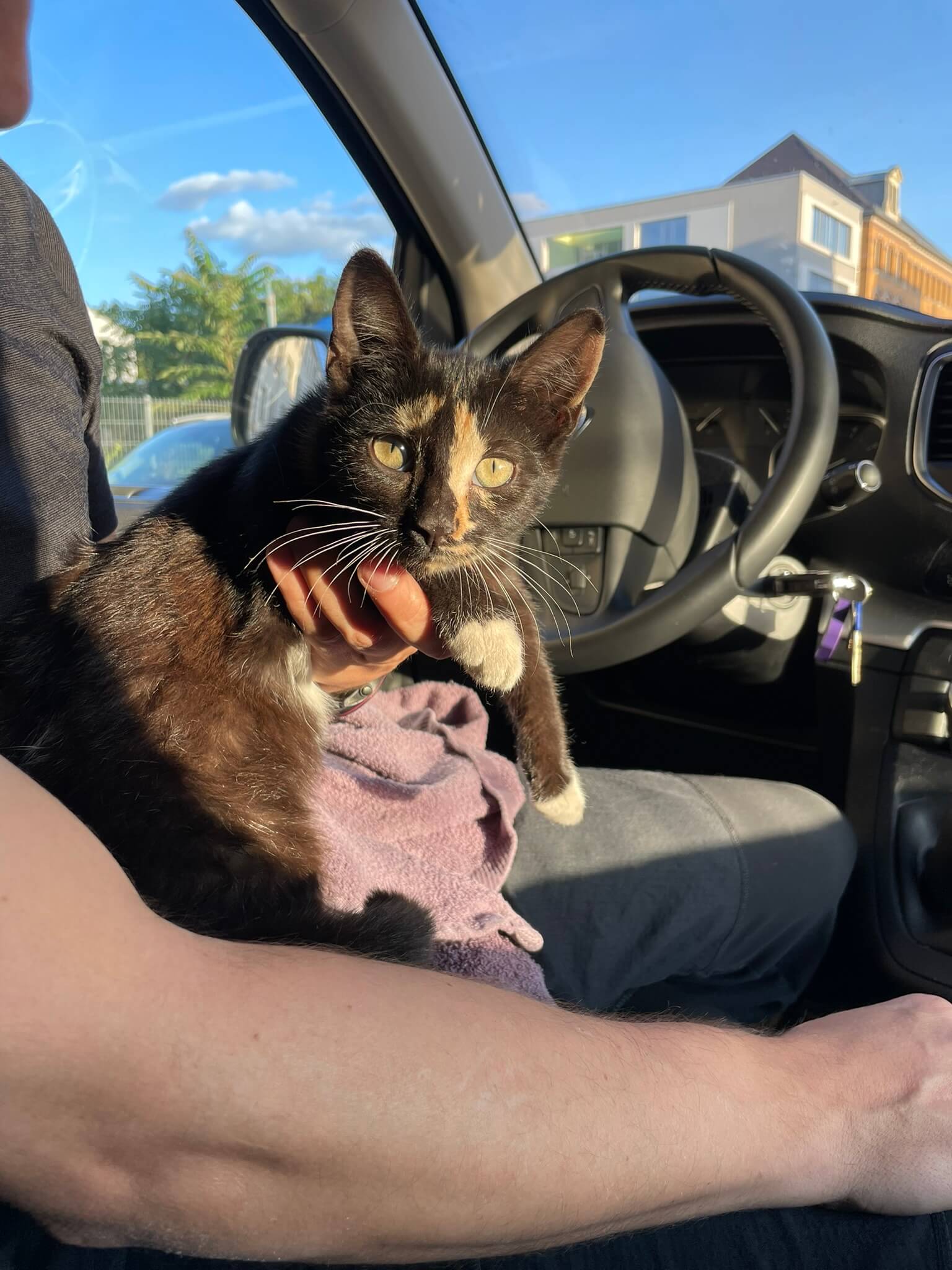 Katze gesichert Fundkatze Kitten