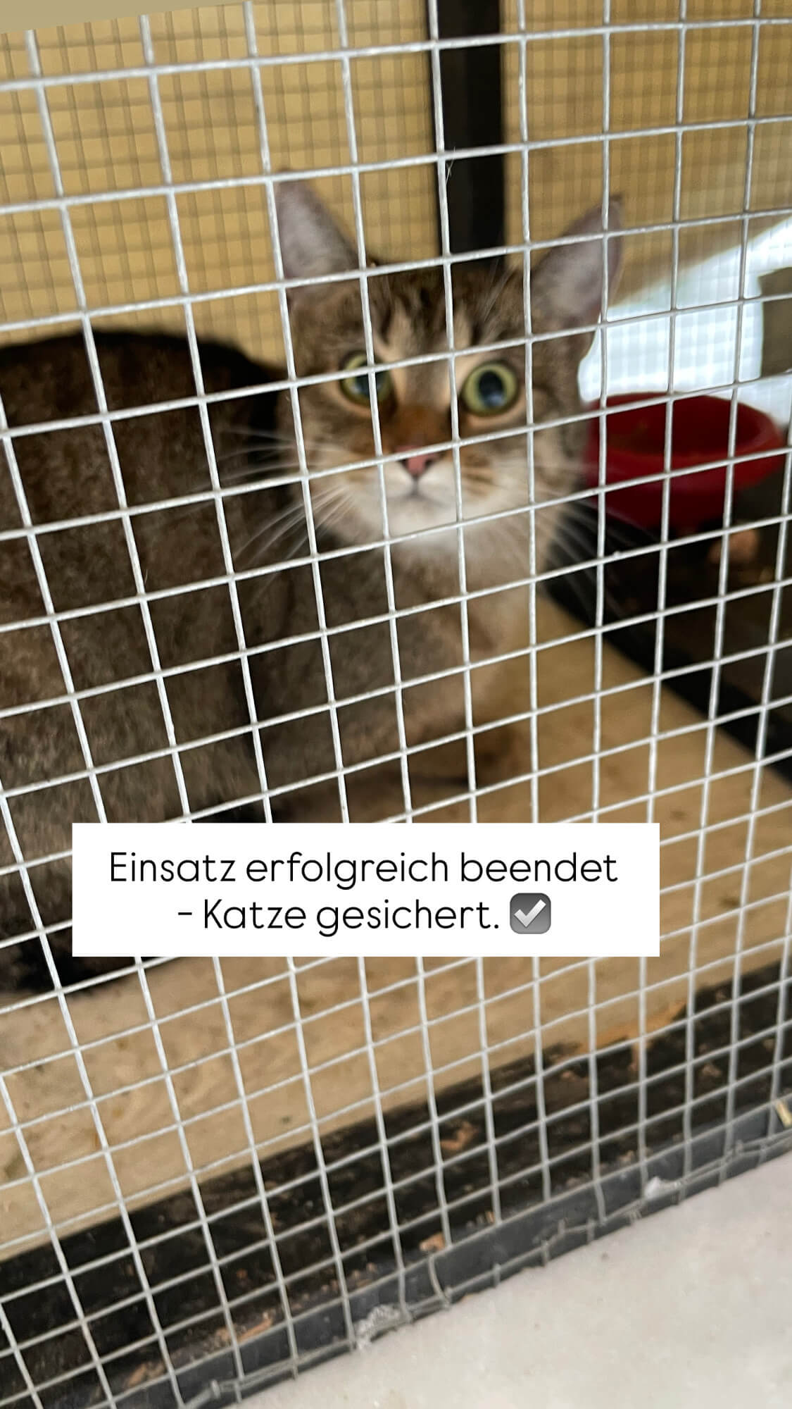 Katze gesichert Leipzig
