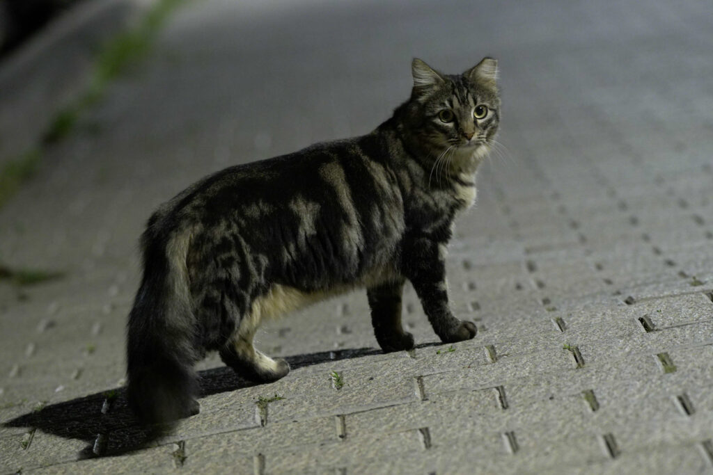 Katze getigert langhaar - vermisste und gefundee Katzen Leipzig. Katzendetektive