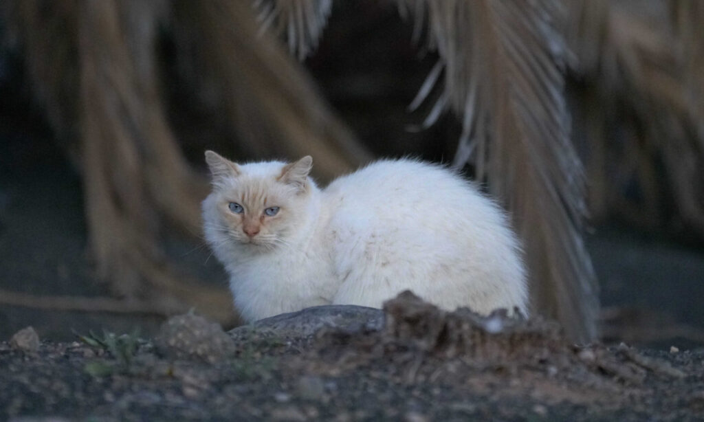 Start Danke sagen - Katzendetektive unterstützen. Weiße Katze mit blauen Augen sitzt verängstigt unter Palmen – Symbolbild für Fundkatze in Not.