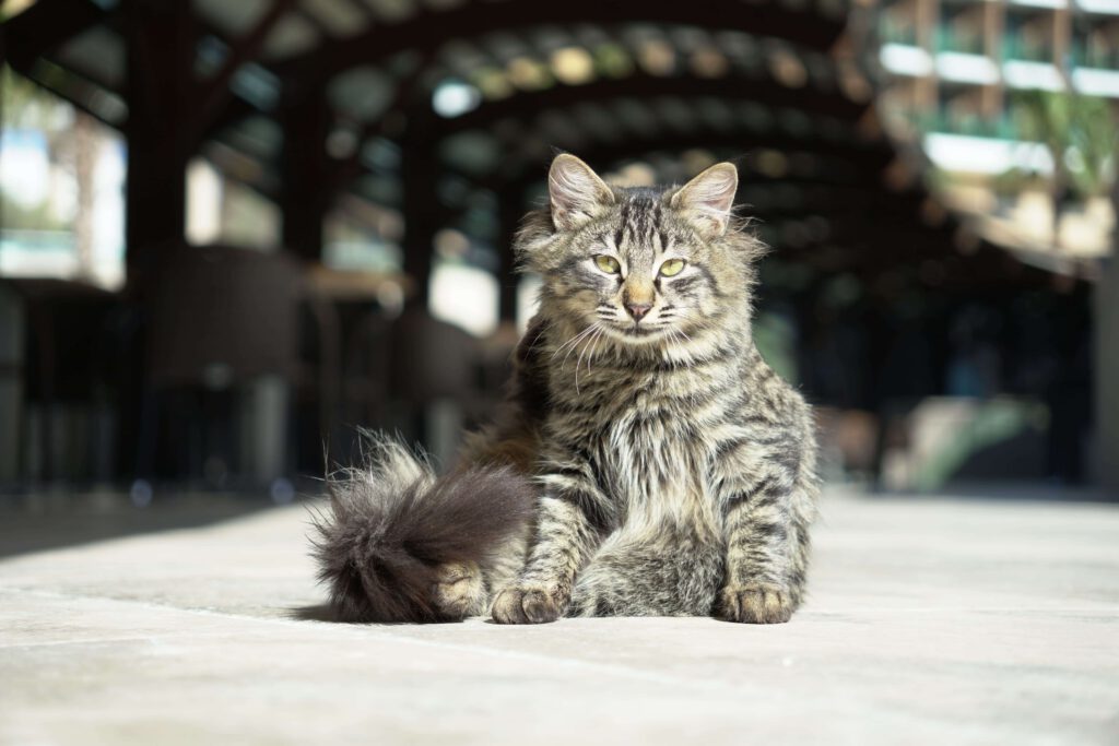 Start Getigerte junge Katze sitzt auf dem Boden und blickt aufmerksam in die Kamera - Symbolbild für Fundkatze