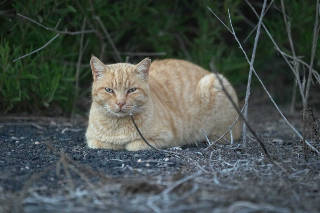 Rote Katze liegt aufmerksam im Gebüsch. Symbolbild für Freigängerkatze oder zugelaufene Katze Leipzig