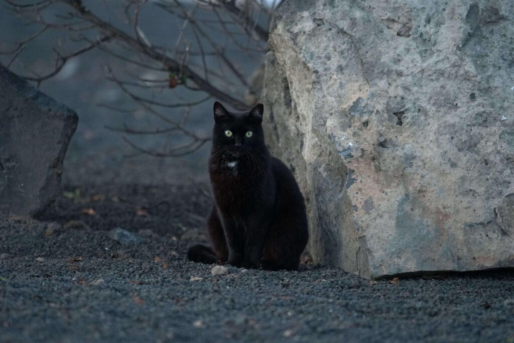 Katze schwarz - vermisste und gefundee Katzen Leipzig. Katzendetektive