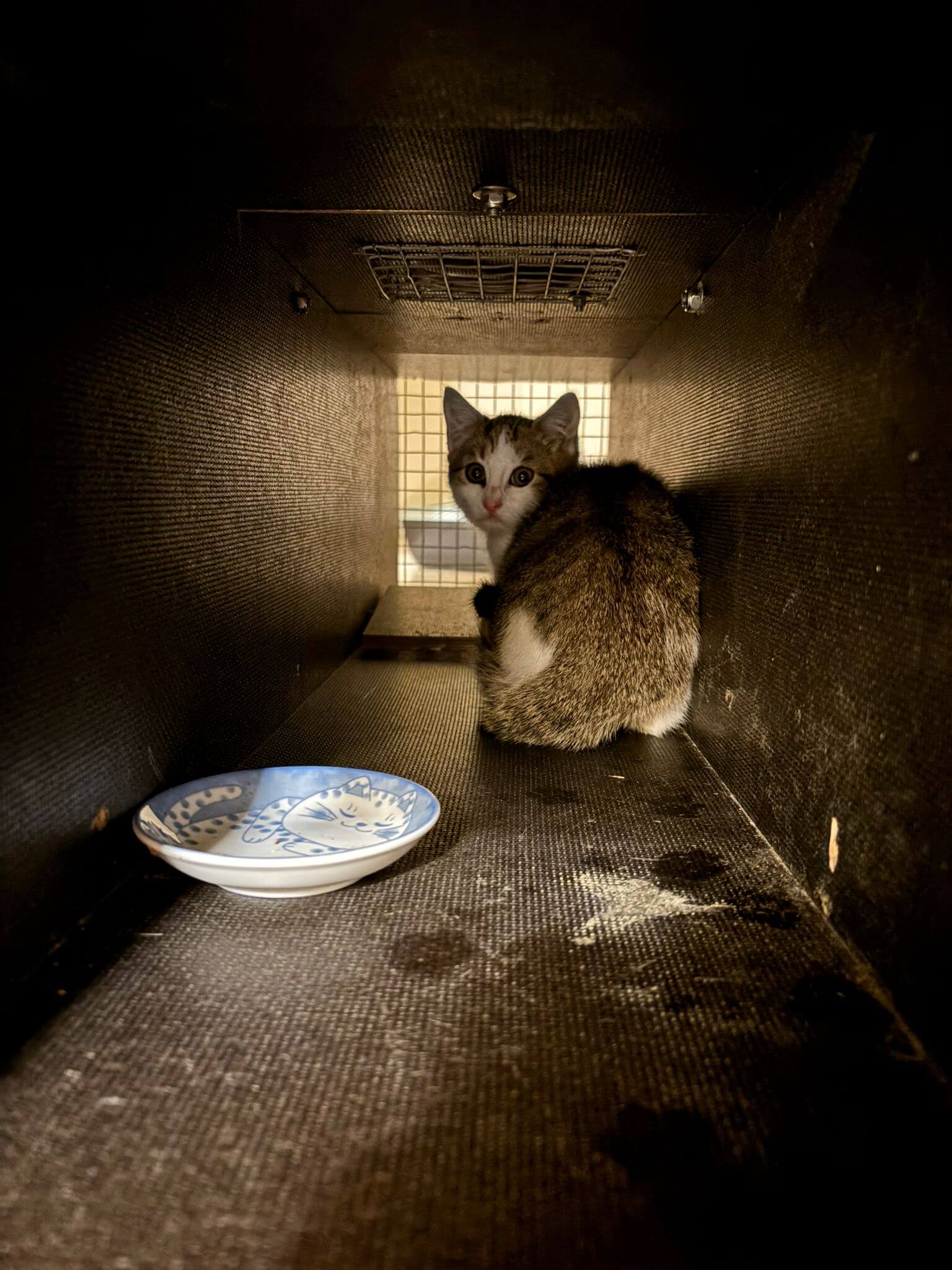 Kitten gesichert in Holzfalle Leipzig