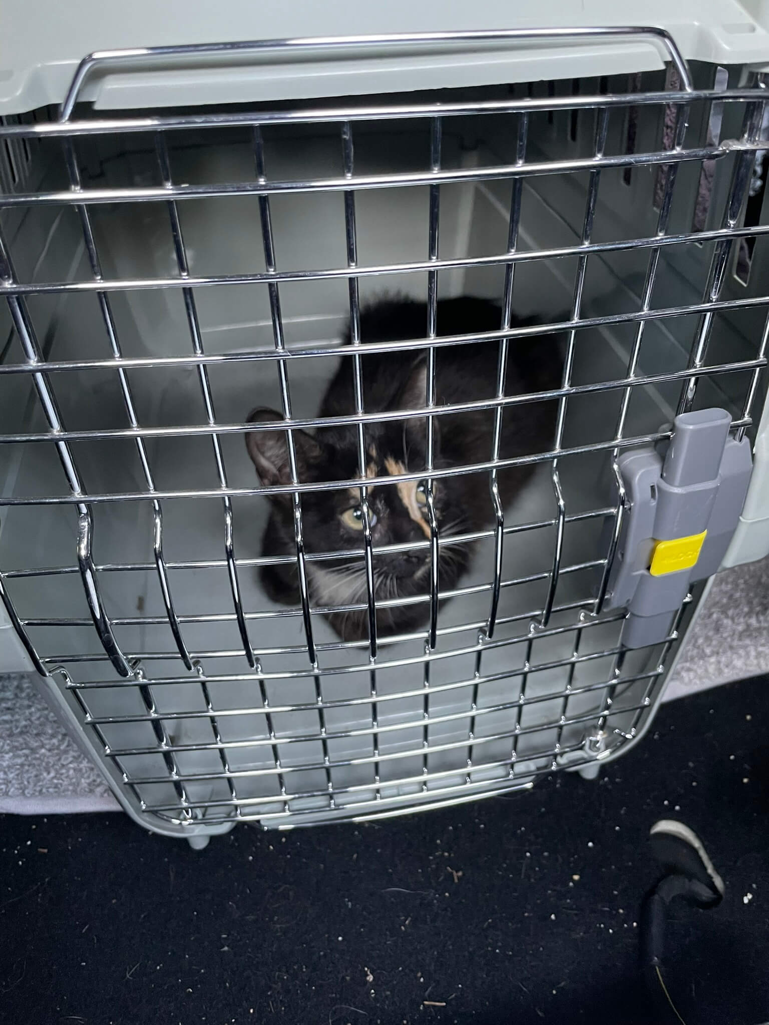 Kitten tricolor gesichert in Transportbox