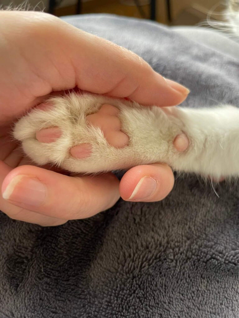 Pfote in Hand - über uns Katzendetektive Leipzig
