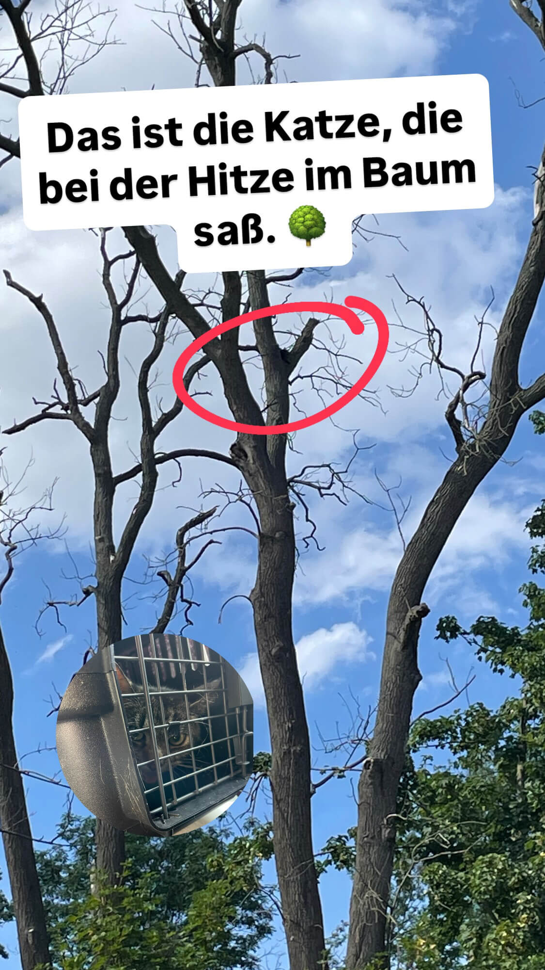 Rettungsaktion Kater im Baum Leipzig