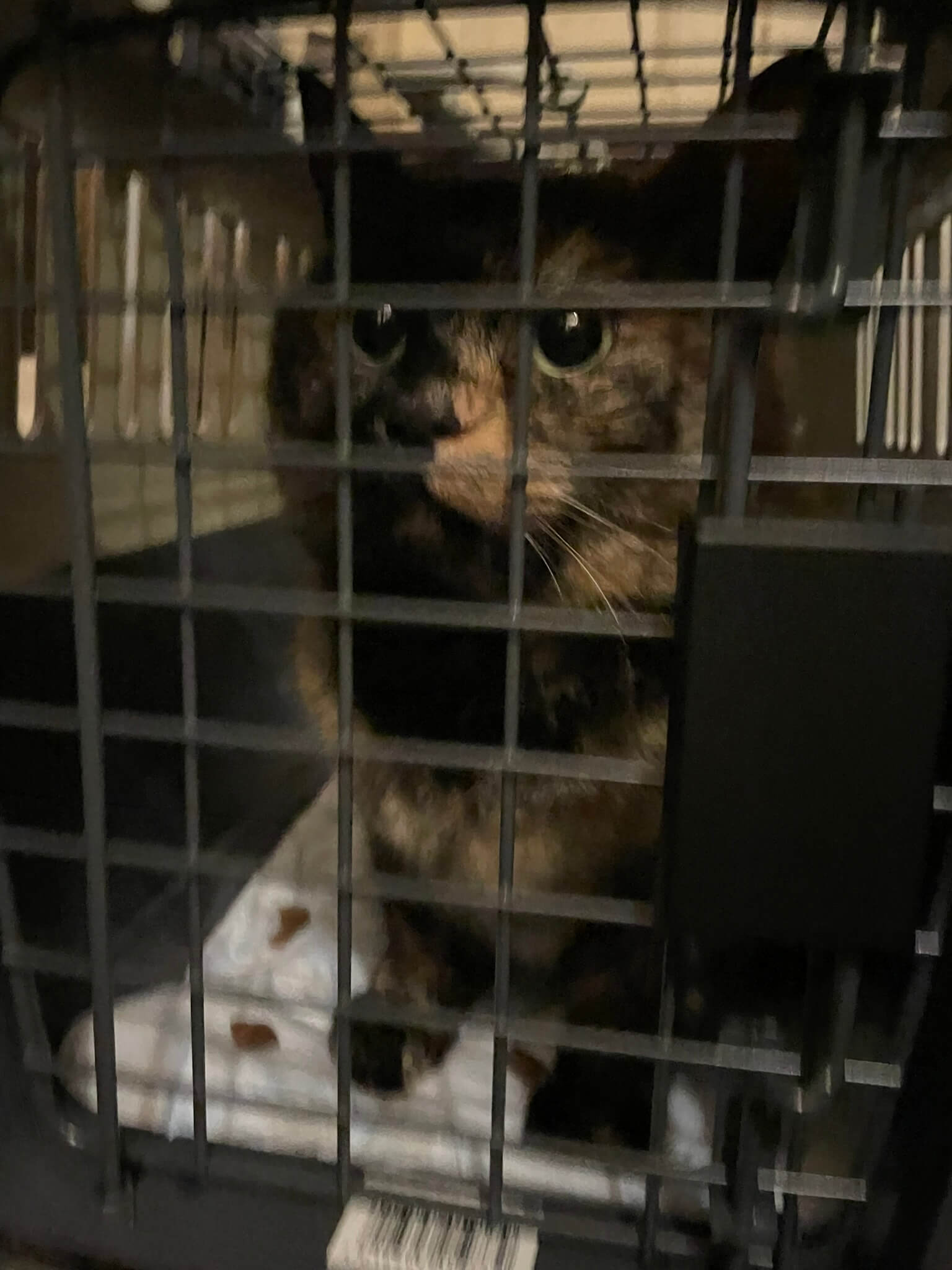 Schildpatt Katze gesichert in Transportbox