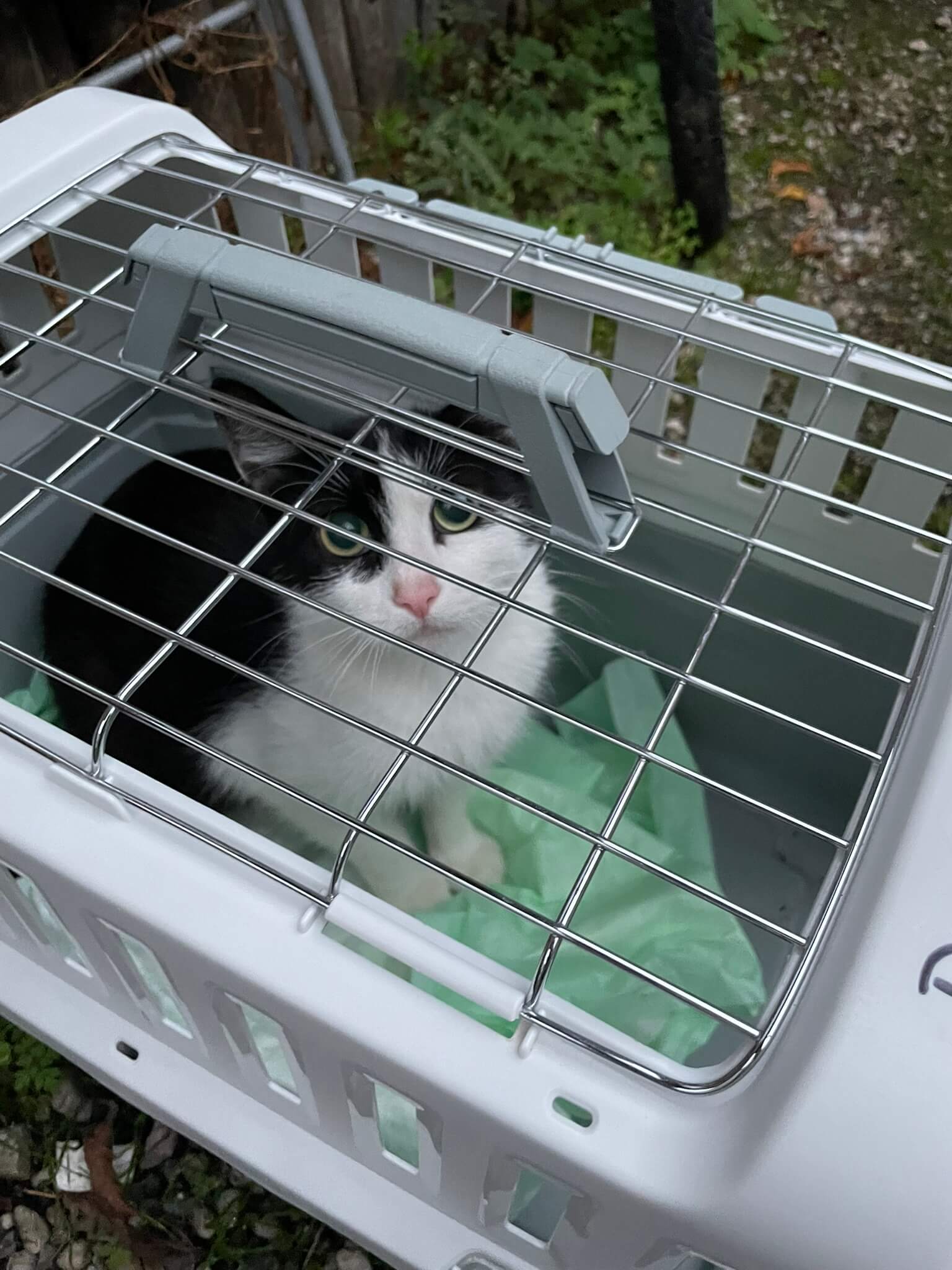 Straßenkatze Fundkatze Kastration Katzenschutz