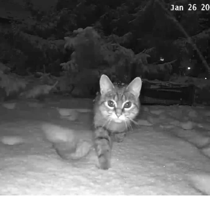 Fundkatze bei Nacht aktiv