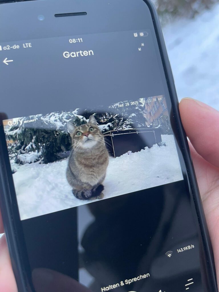 fundkatze vor kamera