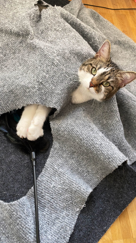 Katze Cleo im Trixie Spieleteppich
