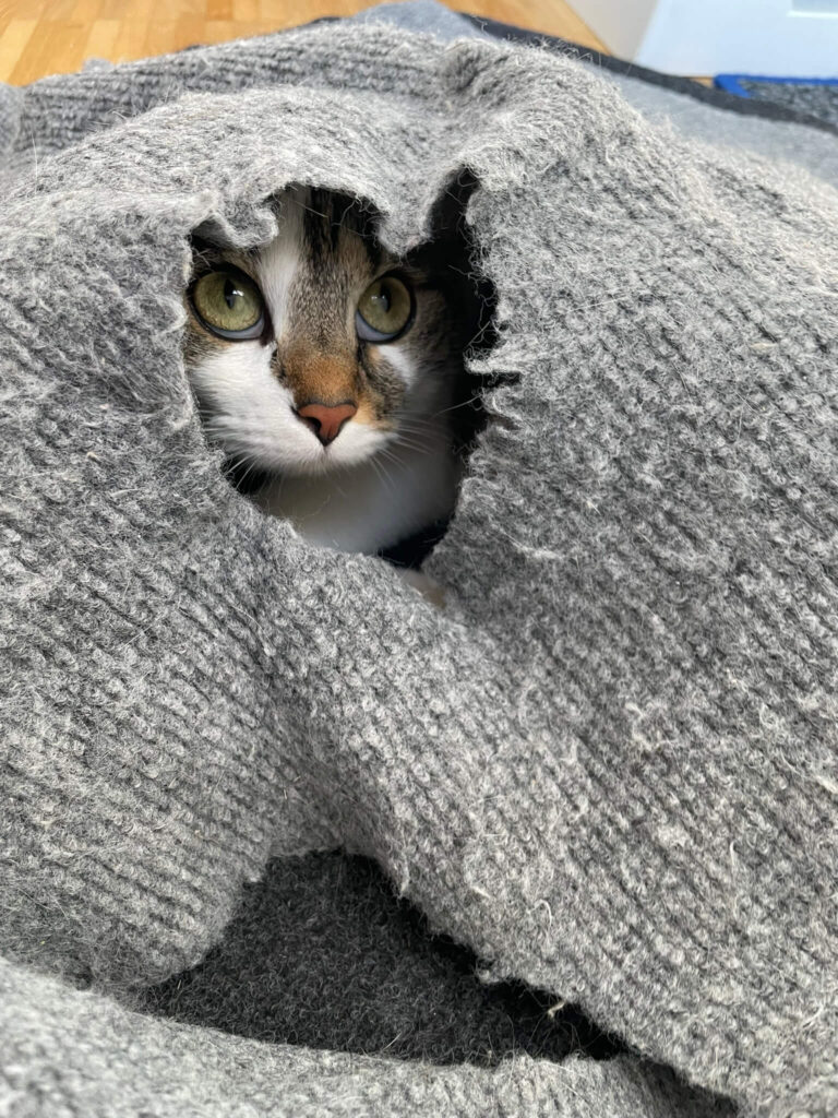 Katze Cleo im Trixie Spieleteppich versteckt