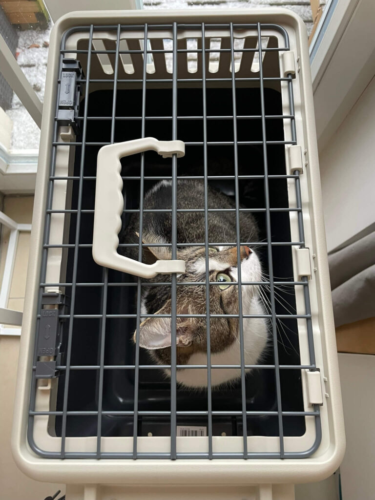katze transportbox große Öffnung oben