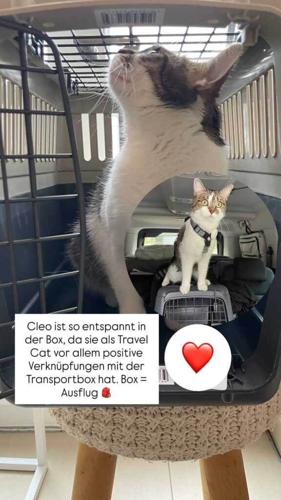 katze transportbox von cleo getestet travelcat