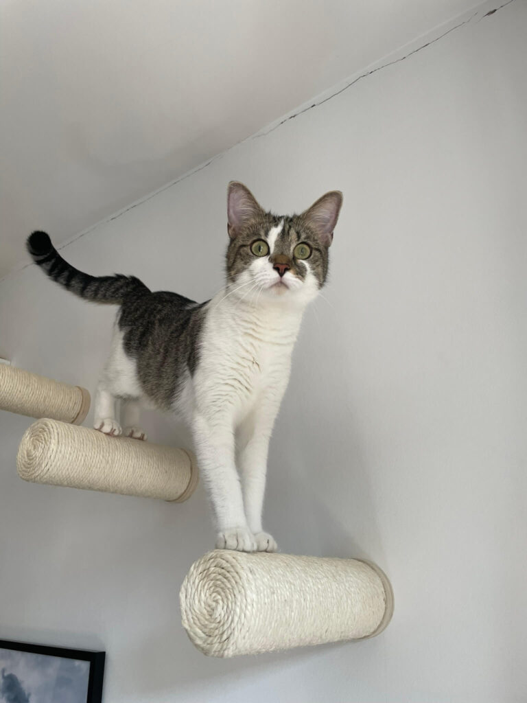 Katze auf Sisalrollen Wand