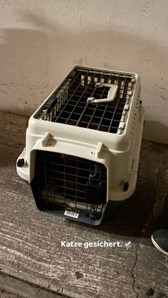 katze gesichert in transportbox