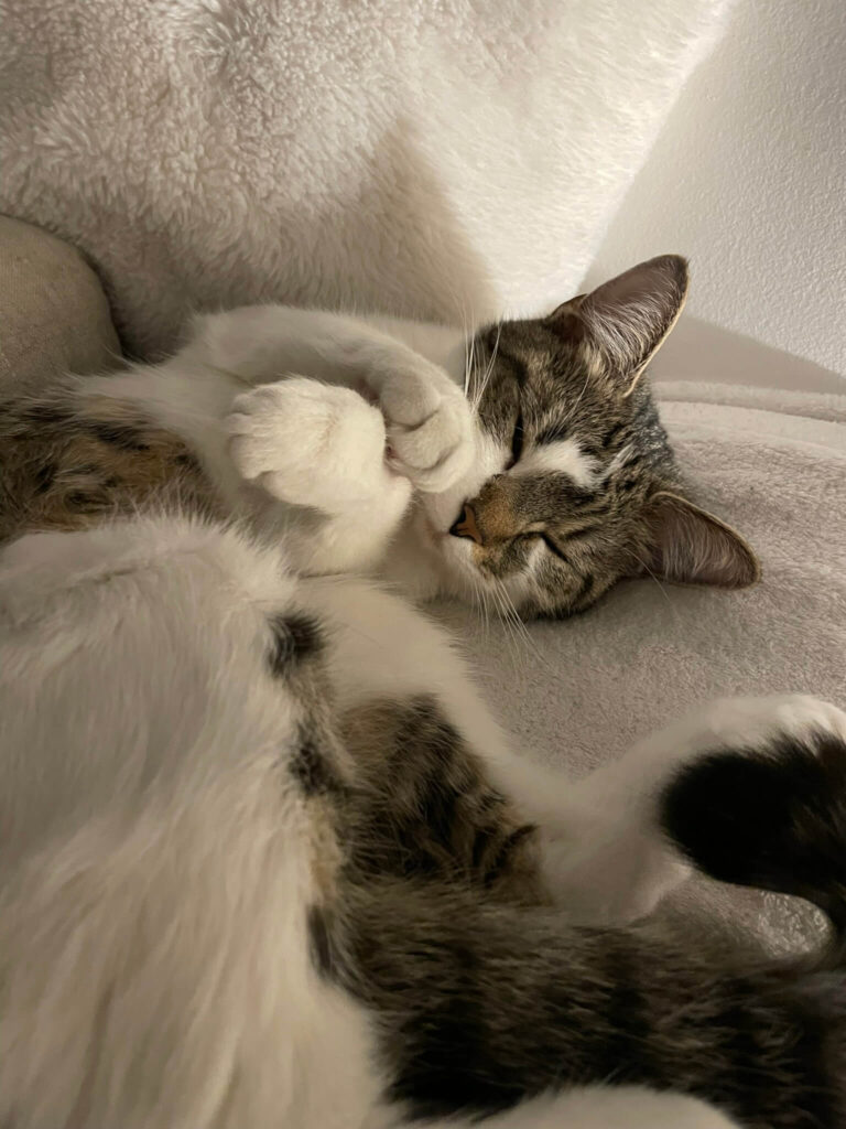 Katze grau weiß getigert liegt eingerollt mit Pfote über dem Gesicht - Symbolbild für vermisste Katzen