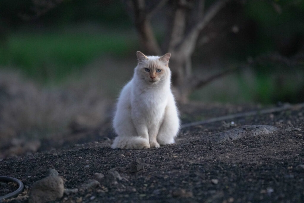 Katze hell sitzend - vermisste und gefundene Katzen Leipzig. Katzendetektive
