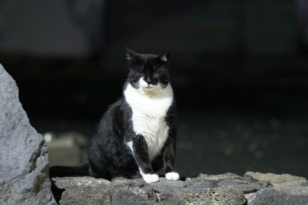 Katzendetektive - Katze vermisst oder gefunden - Katze schwarz weiß