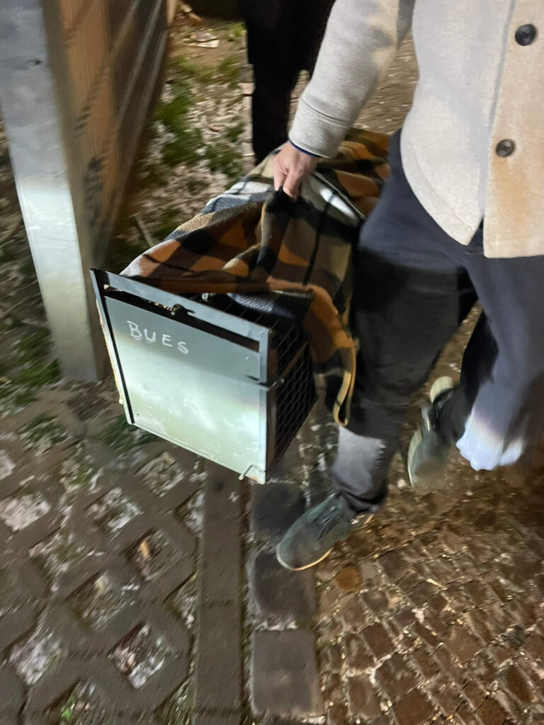 Katzenfalle Leihgabe Straßenkatzen LE