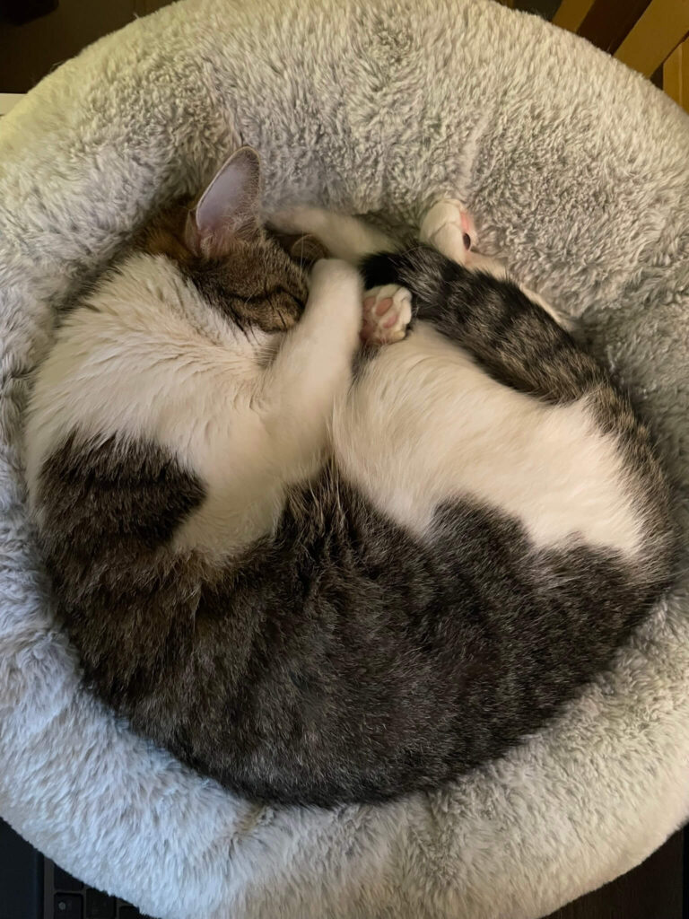 Kuschelbett Katze flauschig rund