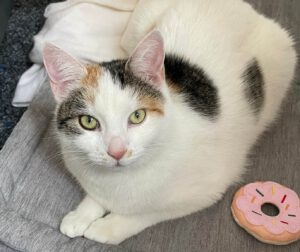 Tierschutzvereine Leipzig & Umgebung Pünktchen Fundkatze Leipzig Danke sagen - Katzendetektive unterstützen