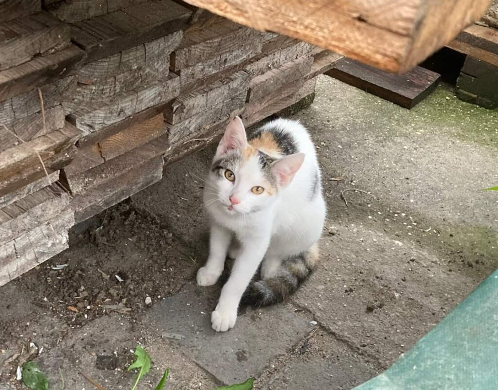 pünktchen fundkatze in leipzig