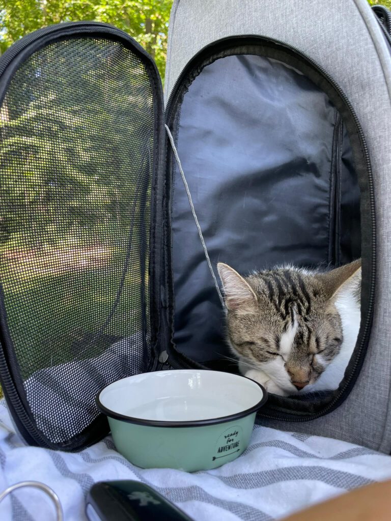 reisen mit katze cleo am meer