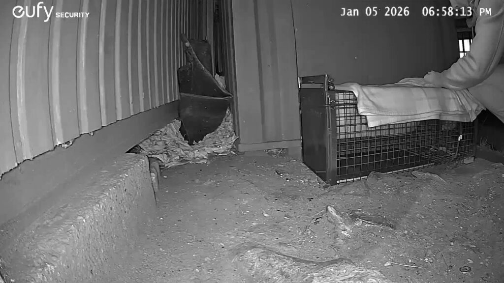 Überwachungskamera katzenfalle
