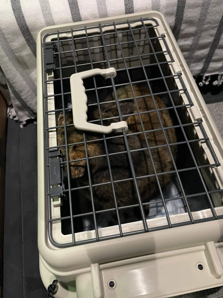 gesicherte fundkatze in transportbox