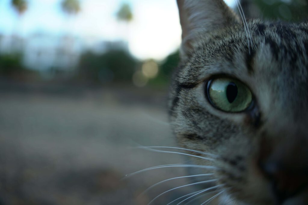 getigerte katze blick in die kamera