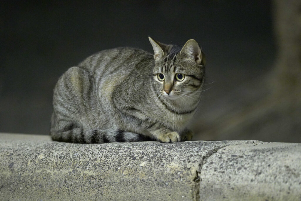 getigerte katze ängstlich