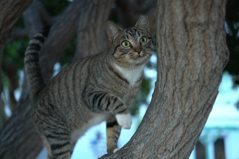 getigerte katze auf baum