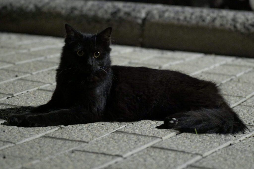 Schwarze Katze liegt auf einem Gehweg und blickt in die Kamera. Symbolbild für schwer erkennbare Fundkatzen.