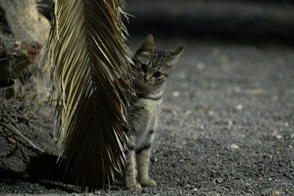 Kleine getigerte Fundkatze schaut vorsichtig hinter einem Palmblatt hervor. Symbolbild für unsichere oder junge Streunerkatze Leipzig
