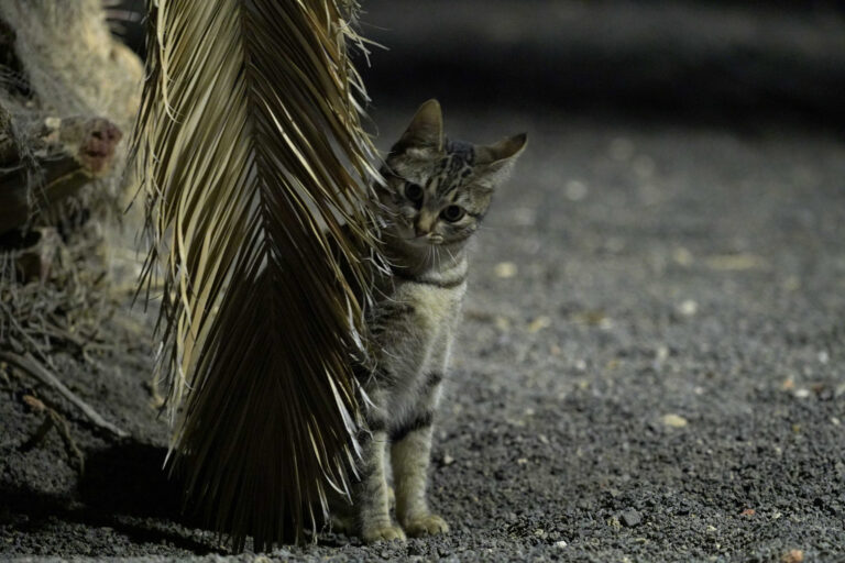 Kleine getigerte Fundkatze schaut vorsichtig hinter einem Palmblatt hervor. Symbolbild für unsichere oder junge Streunerkatze Leipzig